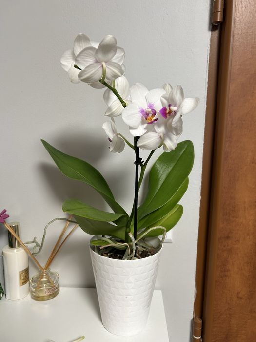 Storczyk phalenopsis