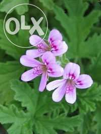 Мушкательки(пеларгонії) (червоні 3 відтінки,рожева,біла)