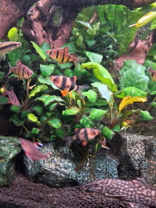 Roślinki do akwarium