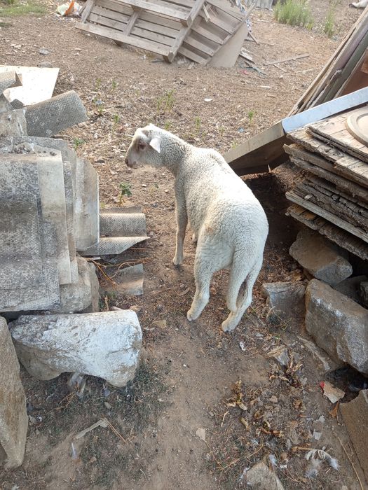 Animais de quinta
