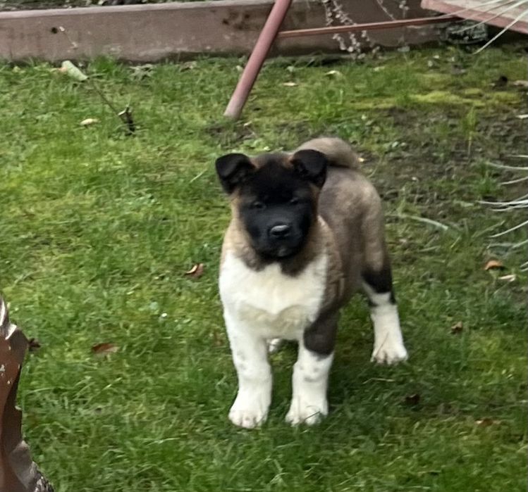 Американська акіта