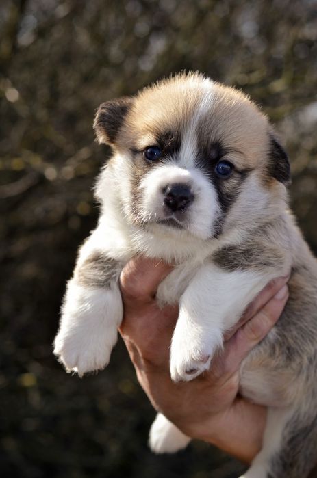 Девочка корги, ксу, питомник