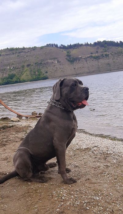 Кане корсо,,,Цезар,,вязка сірого кабеля