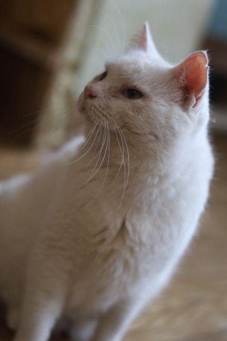 Белый 3 годика, котик, котище, котяра