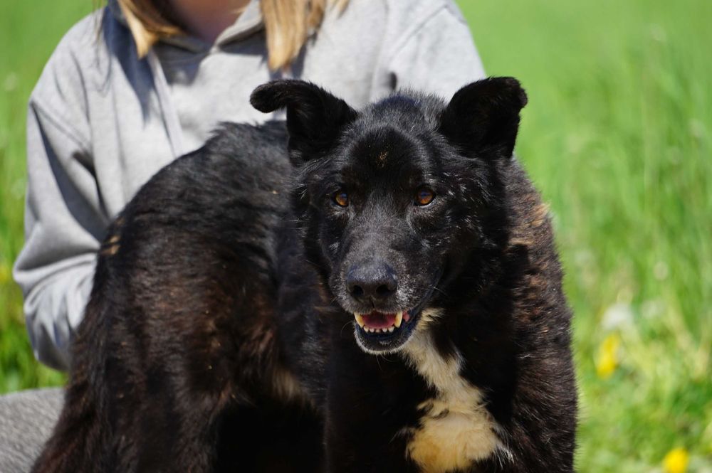 Ciacho - uroczy, duży psiak szuka domu