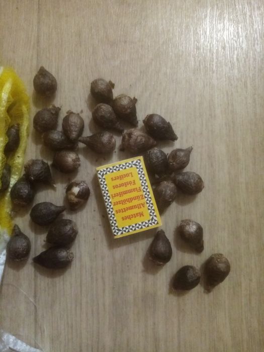 Продам цибулини зефірантес жовтий