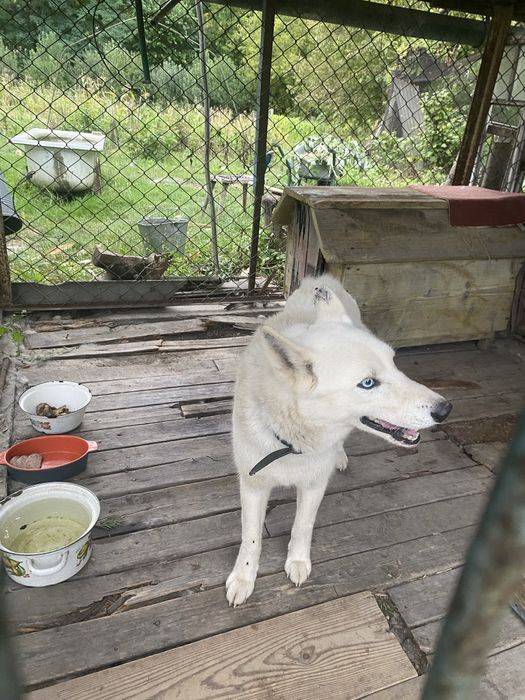 Віддамо лайку в добрі руки