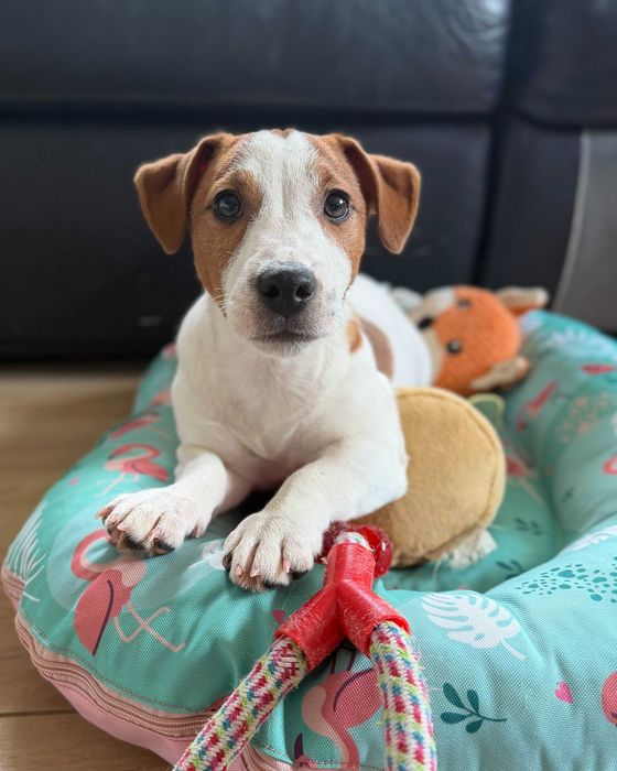piesek gładkowłosy Jack Russell terrier ZKWP/FCI