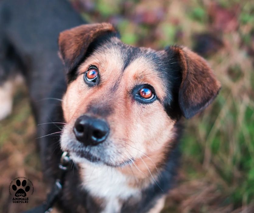 3 letni Sammy szuka domu!