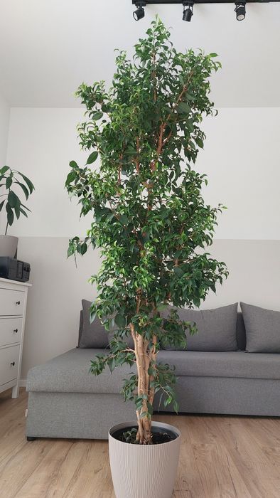 Fikus Beniamina Rezerwacja drzewka awokado