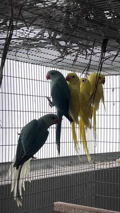 Ultimos Ring Necks de 2025 macho e femea