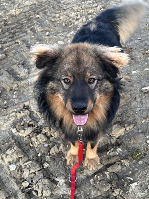 Mushu - puchaty piesek szuka domu