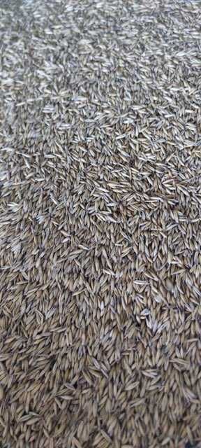 owies, jęczmień jary