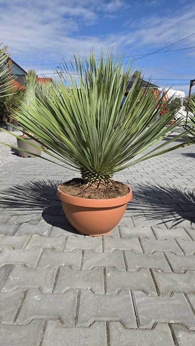 Yucca Rostrata – palma mrozoodporna , juka