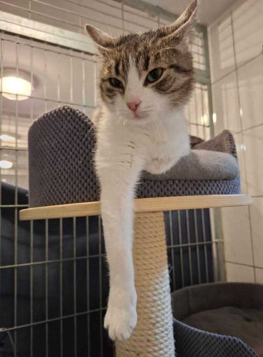 Verona o oryginalnym futerku czeka na dom w częstochowskim schronisku