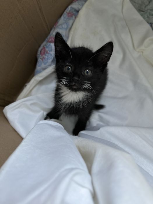 Милі та гарні пухнастики шукають собі домівку, віддам у гарні руки