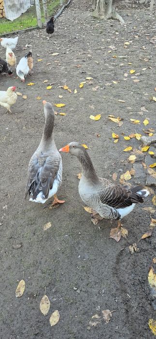 Sprzedam Łabędzio gęsi