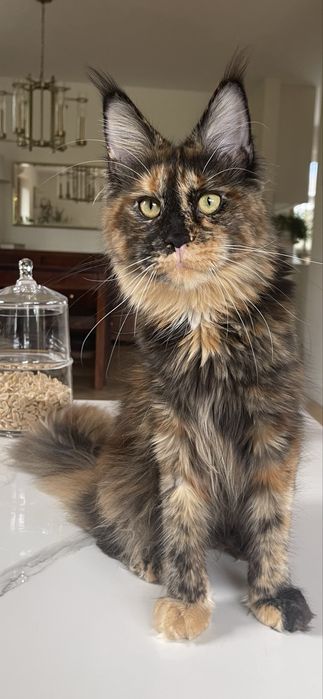 Kotka Maine Coon