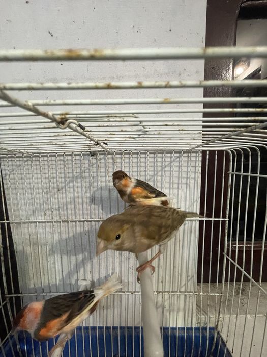 Canarios Arlequim portugues