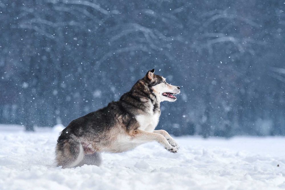 Łagodny Kordian - podaruj mu dom!