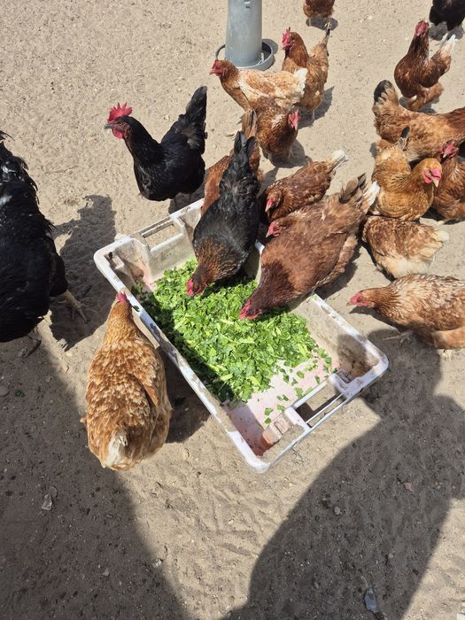 Ovos caseiros para venda á duzia