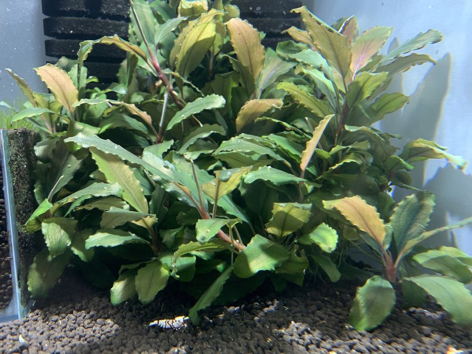 Bucephalandra roslina akwariowa do krewetkarium