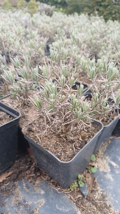 Lawenda wąskolistna