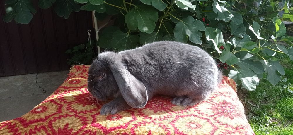 Самець французький баран