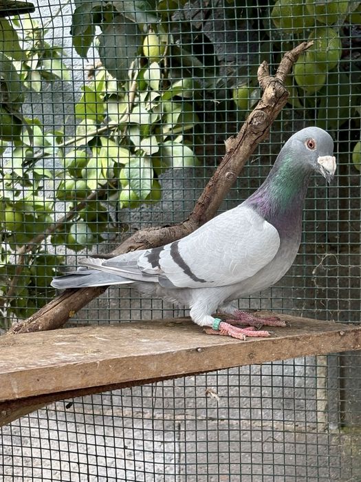Casais - pombos correios linha antiga
