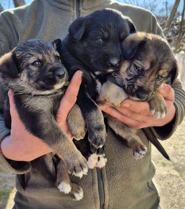 Цуценята у добрі ручки