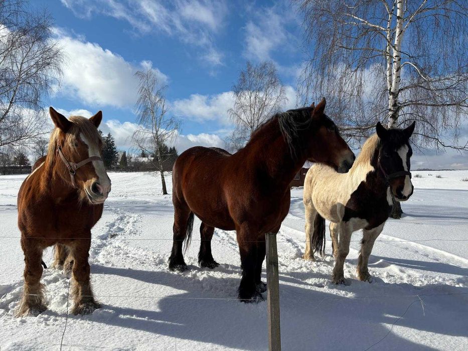 Leśny Zakątek – Mazury / Warmia – Domek nad jeziorem Dadaj – Ramsowo