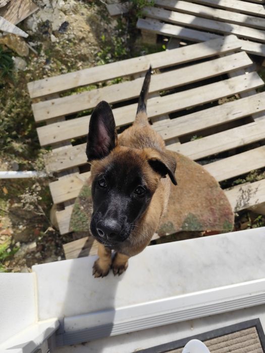 Vende-se pastor belga malinois