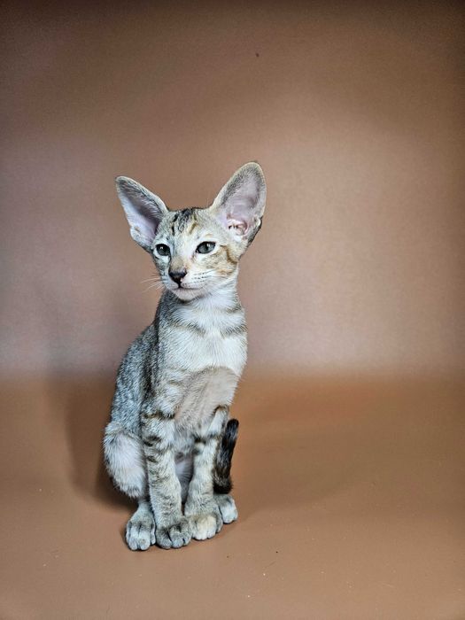 Ориентальный котенок девочка Nevada