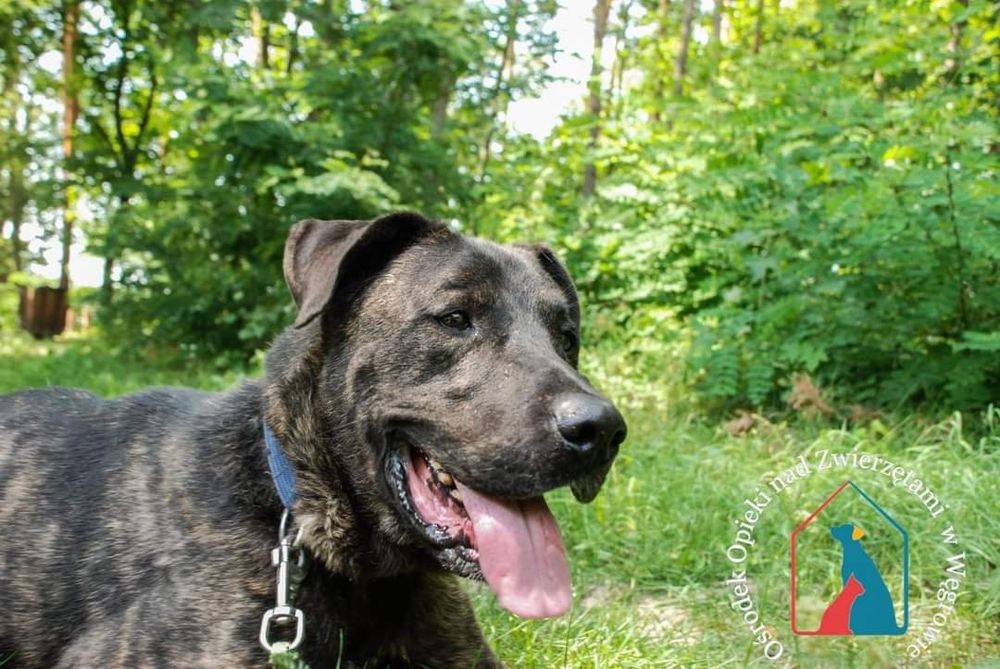 Roni 187/19 - SZUKA DOMU!