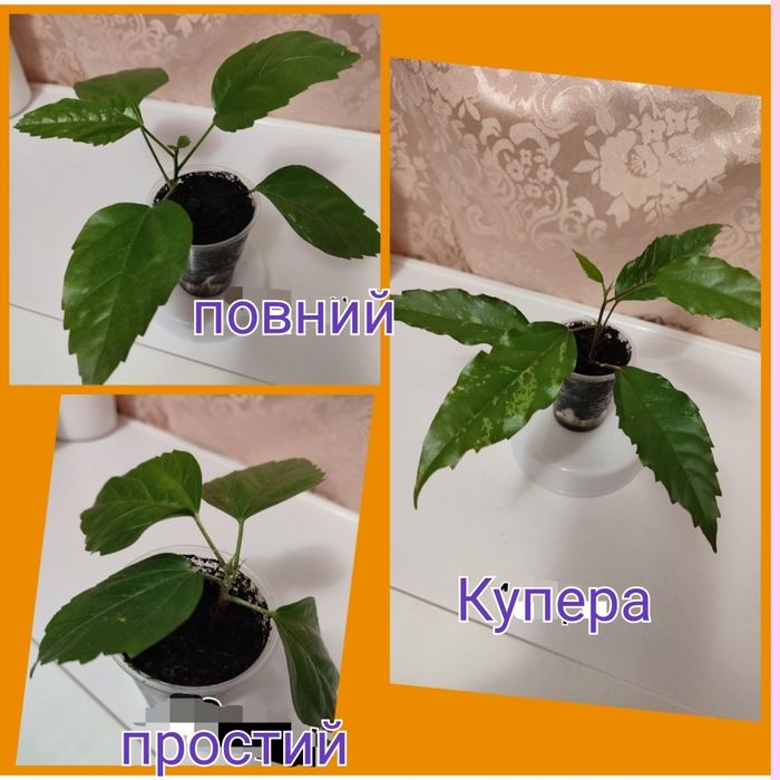 Драцены 4 сорта, молочай Миля, молочай беложилковый, гибискусы 3 сорта