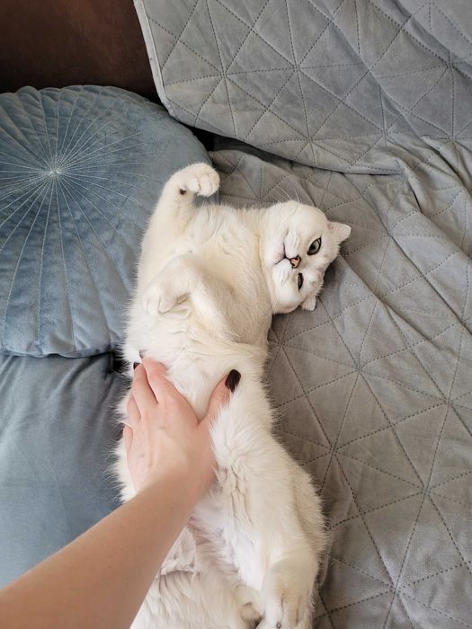 Шукаємо наречену для шотландського кота Сільвера – перша в’язка