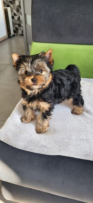 York Yorkshire Terrier Piesek  Szczeniak