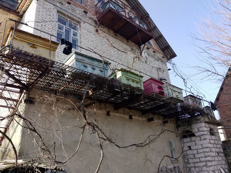 Вулики з бджолами