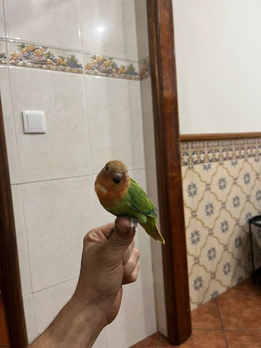 Agapornis domesticados muito meigos