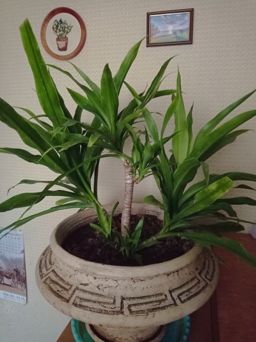 Юкка (драцена) цветущая