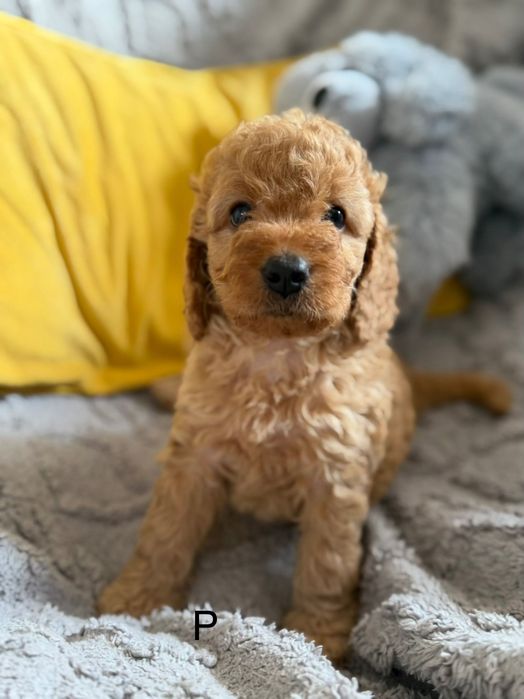 Cockapoo f1b śliczna suczka