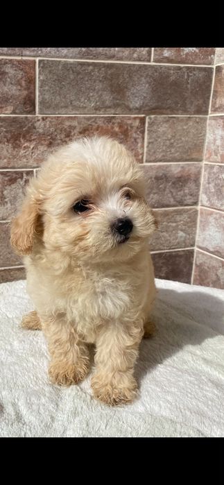 Maltipoo  suczki już do odbioru
