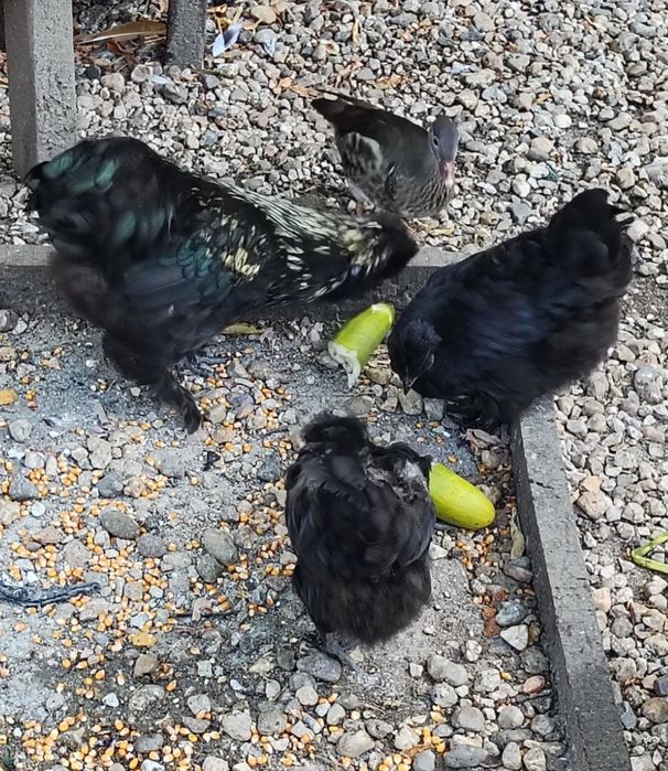 Trio de garnizas. 1 macho e 2 fêmeas de poupa em postura