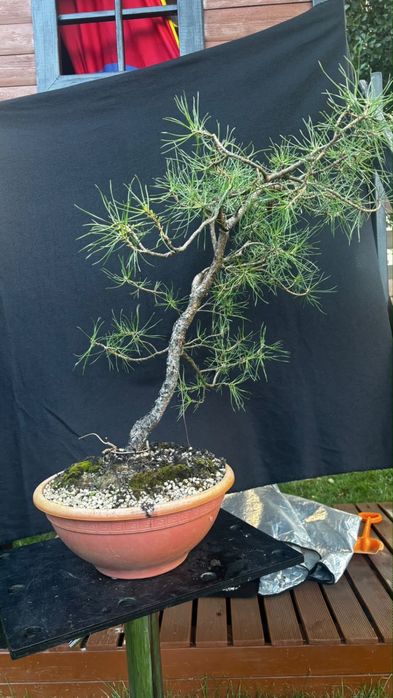 Drzewka bonsai rozne