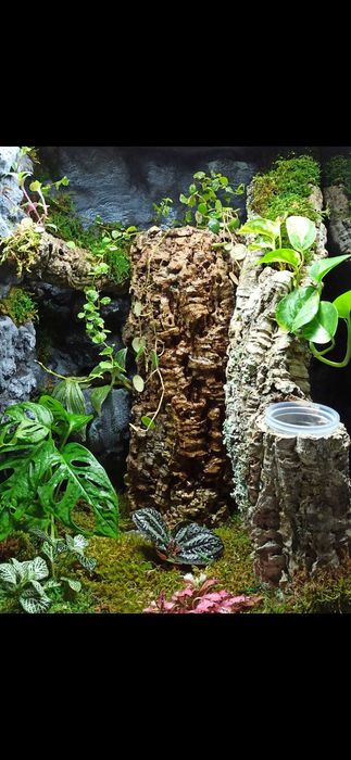 Terrarium bioaktywne dla gekona orzęsionego 40x40x60 ( Exotic Leszno)