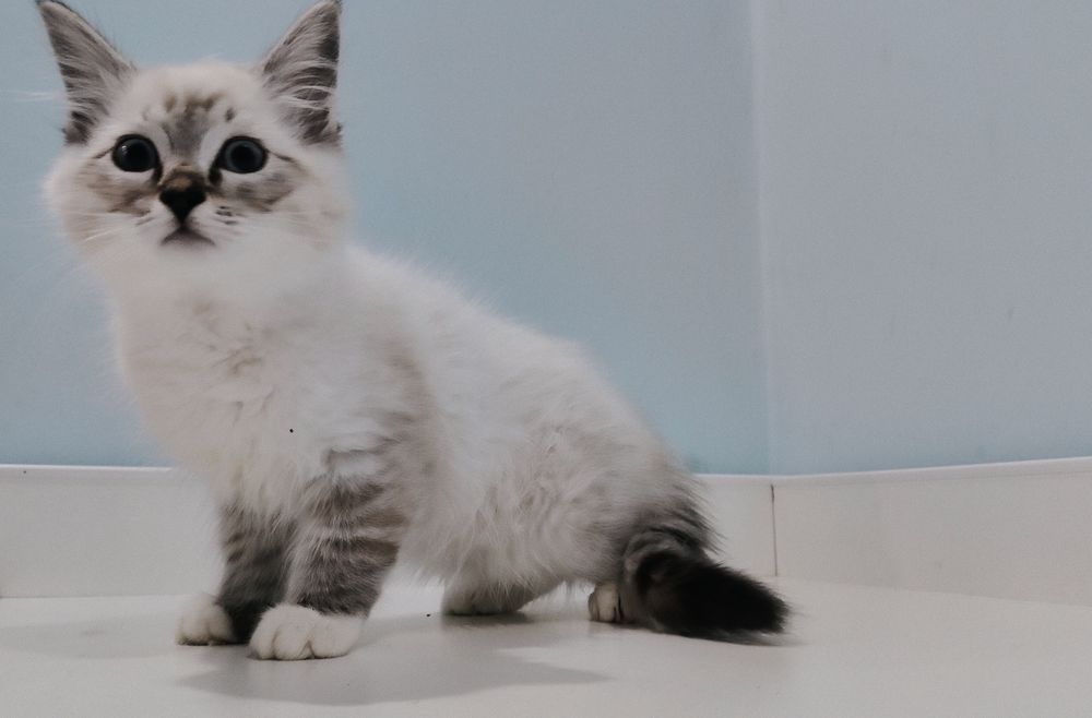 Uroczy kocurek Ragdoll