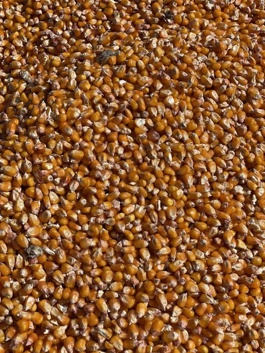 Milho miudo belgrano