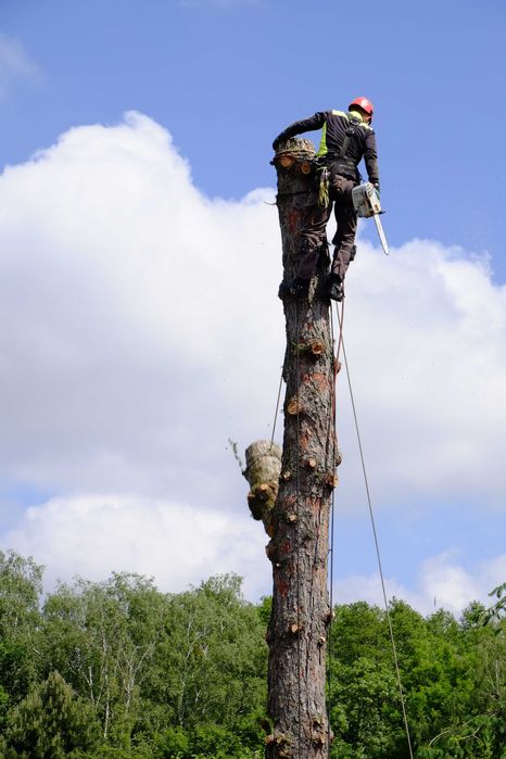 Wycinka i pielęgnacja drzew