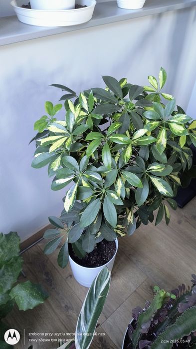 Piękna gęsta Sheflera 65cm