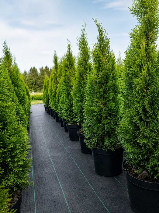 THUJA SZMARAGD 110-120 cm | Doniczka 10L | Producent
